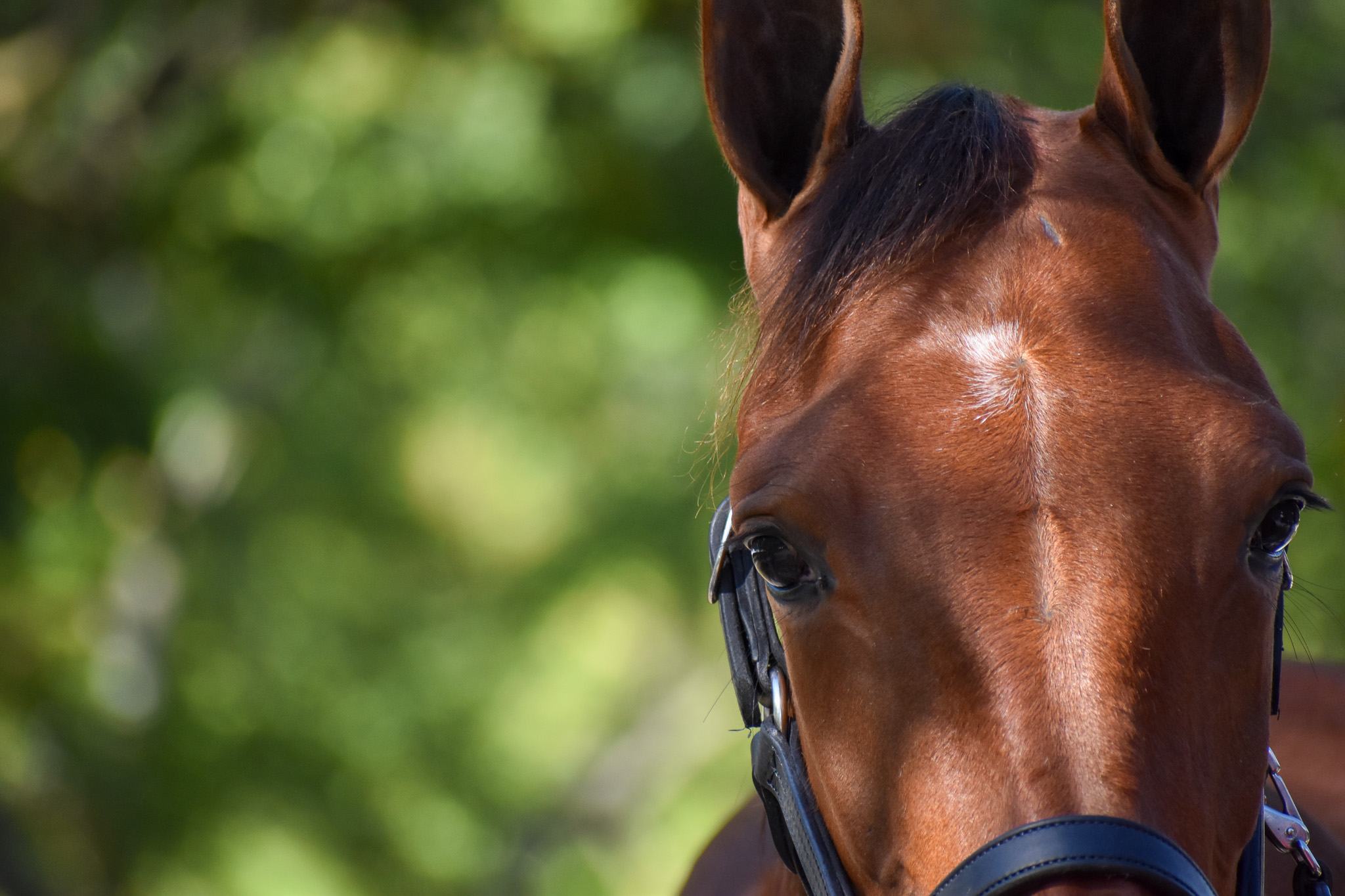 Bloodstock Consultation