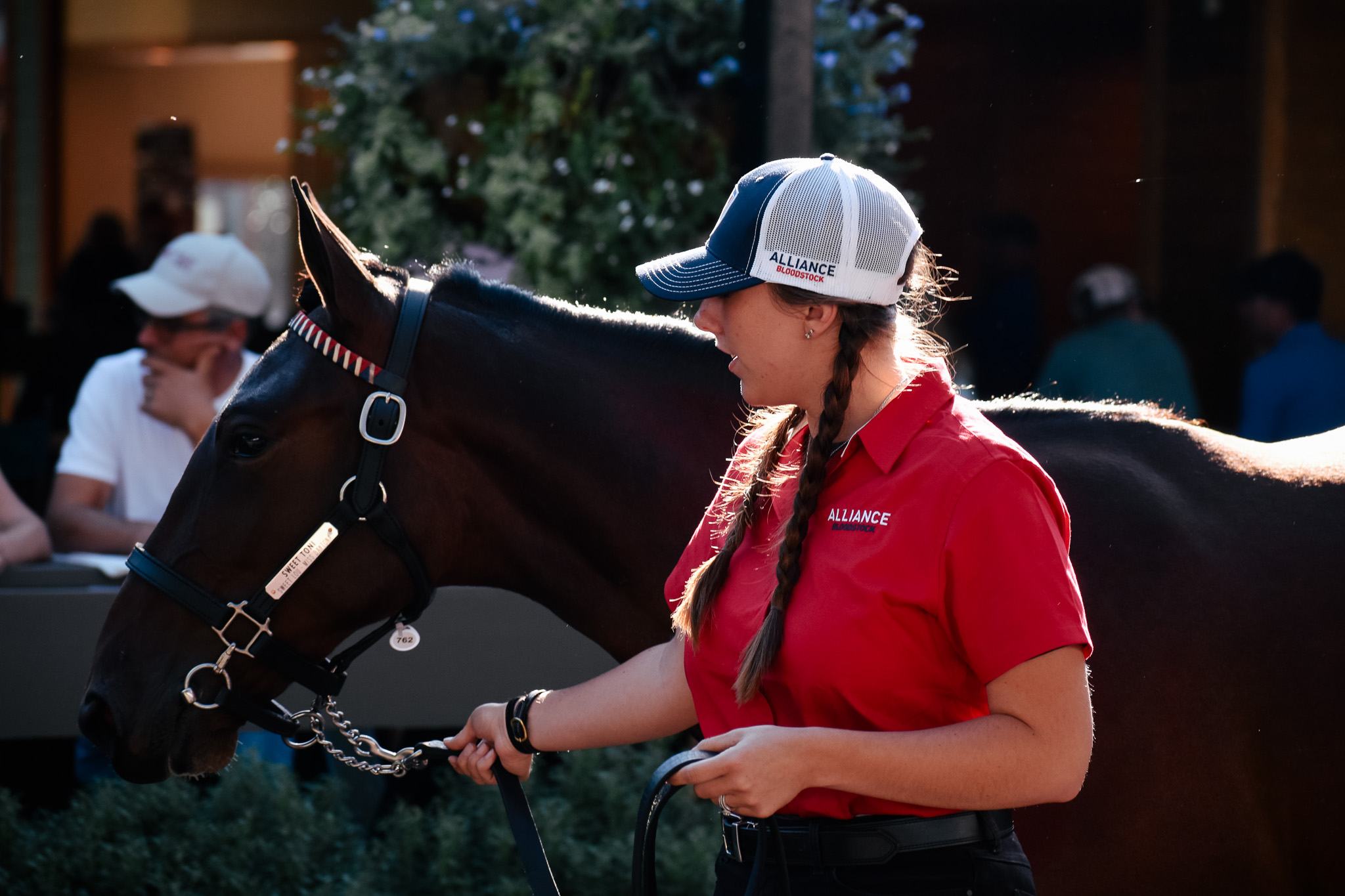 Alliance Bloodstock representative leading a horse
