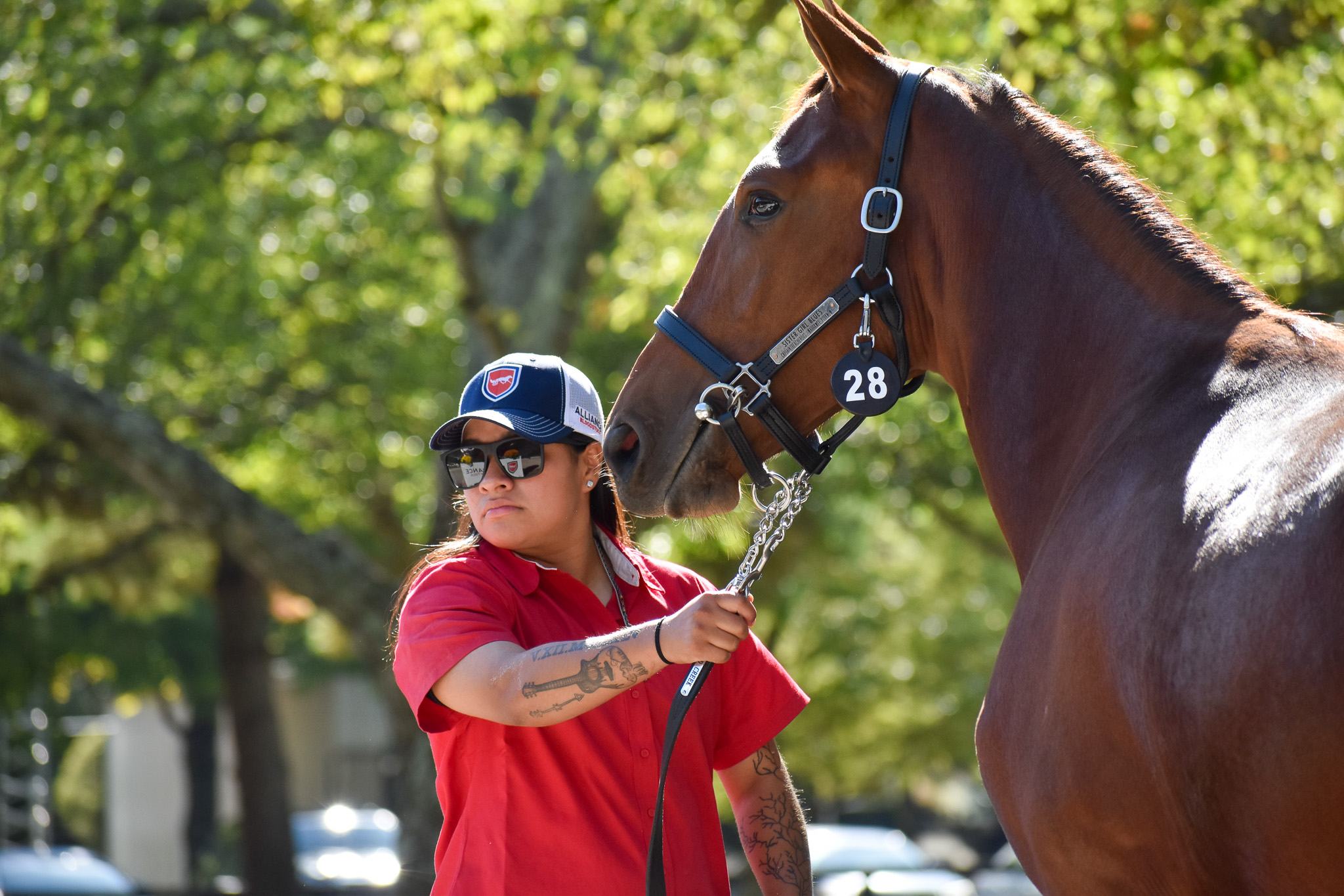 Alliance Bloodstock representative leading a horse