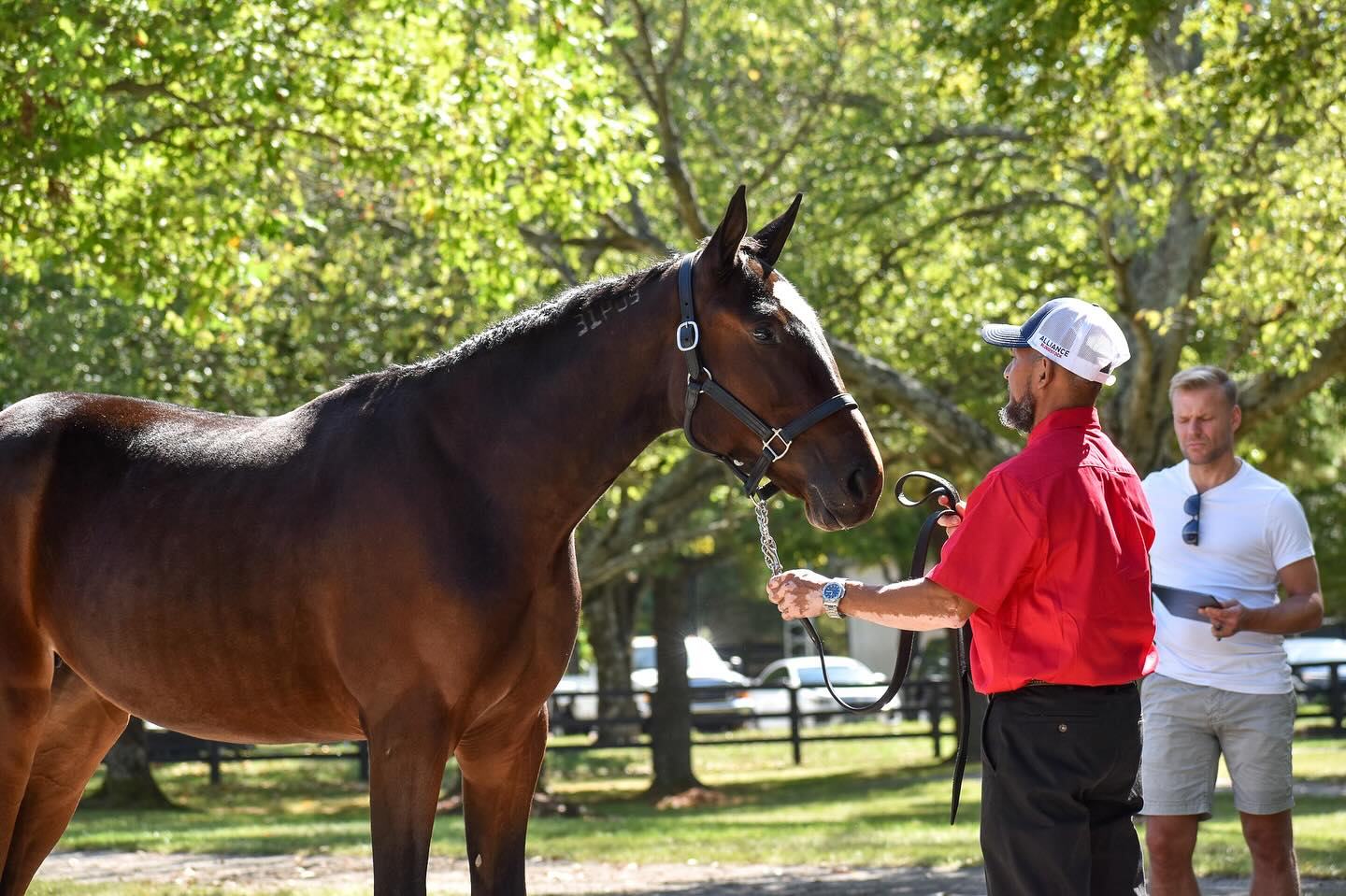 A yearling being presented for inspection