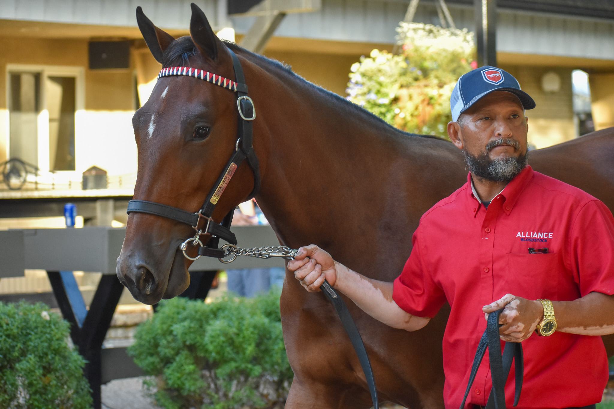 Horse Name