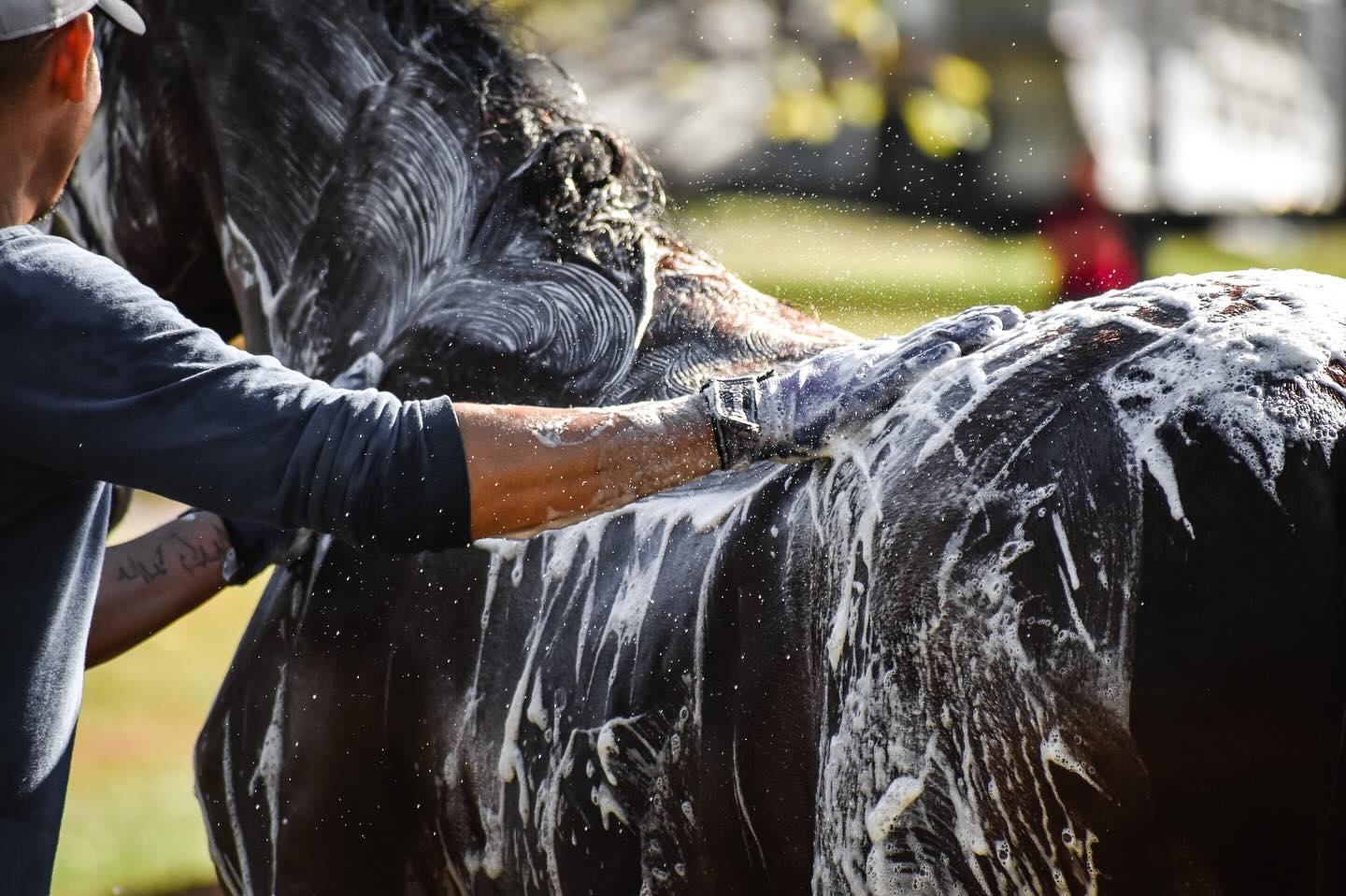 Alliance Bloodstock service