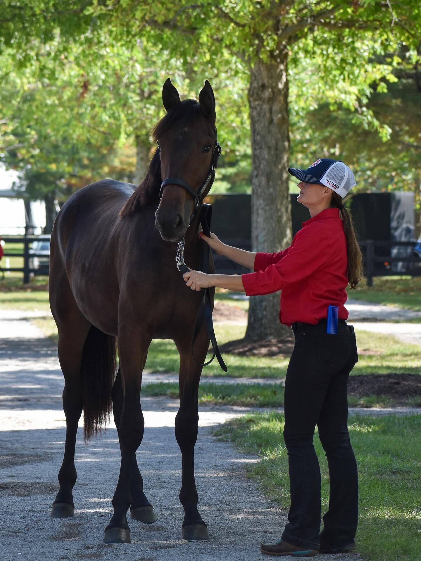 Alliance Bloodstock representative inspecting a yearling